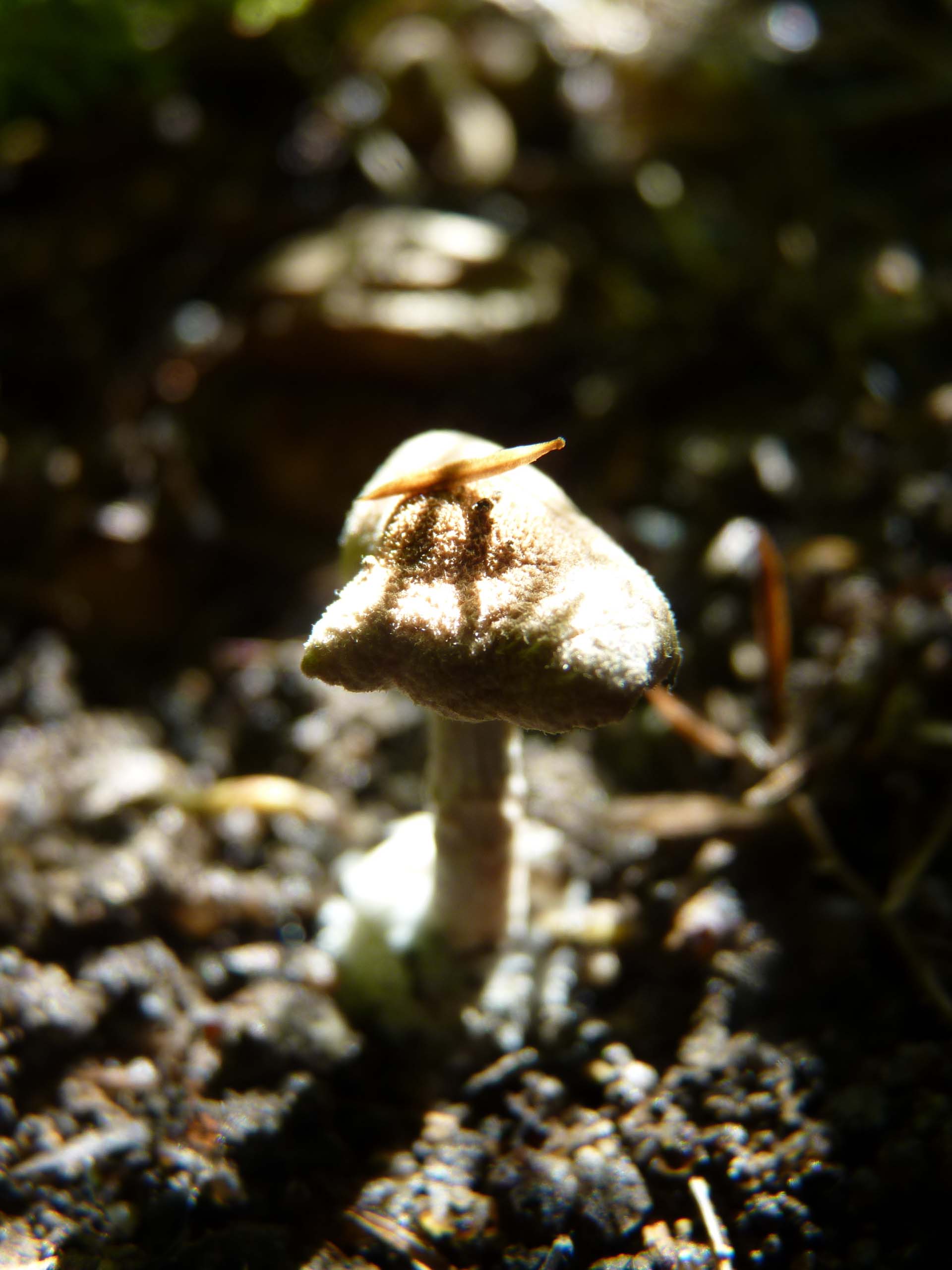 Réveil d'un champignon